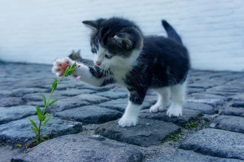 L'importance d'une assurance santé pour votre chat