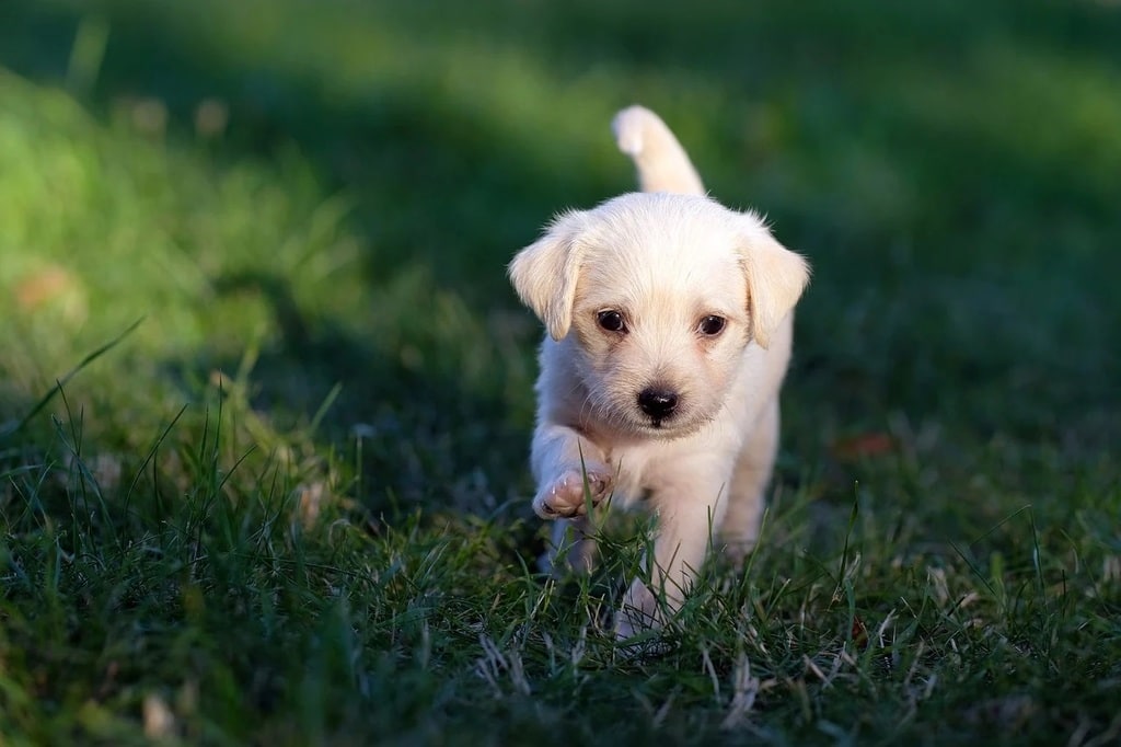 Adopter un chien, un acte d'amour et de responsabilité