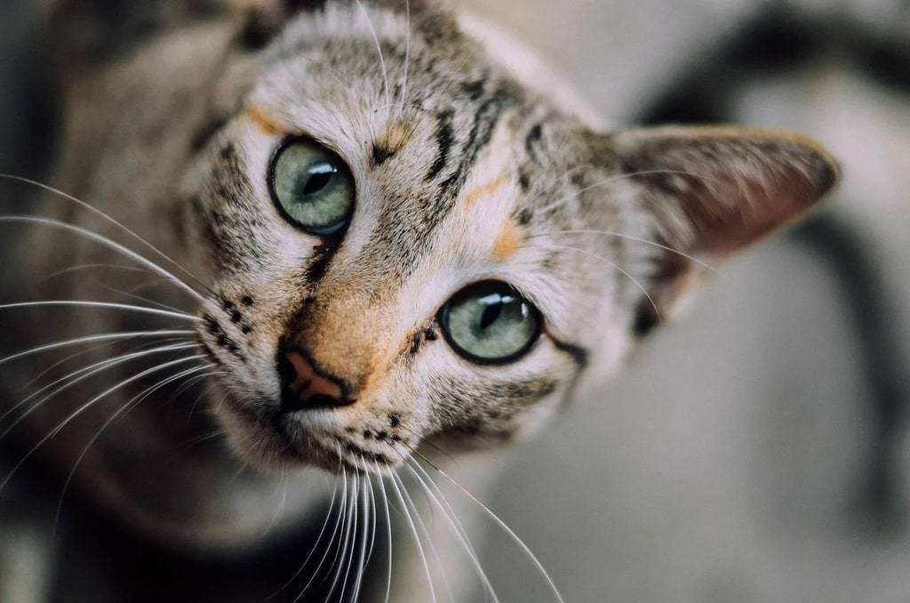 Créer une relation harmonieuse avec son chat