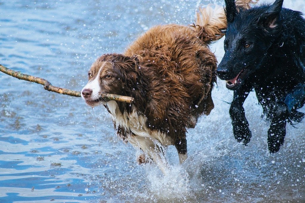 Mieux comprendre les douleurs articulaires pour mieux aider son animal