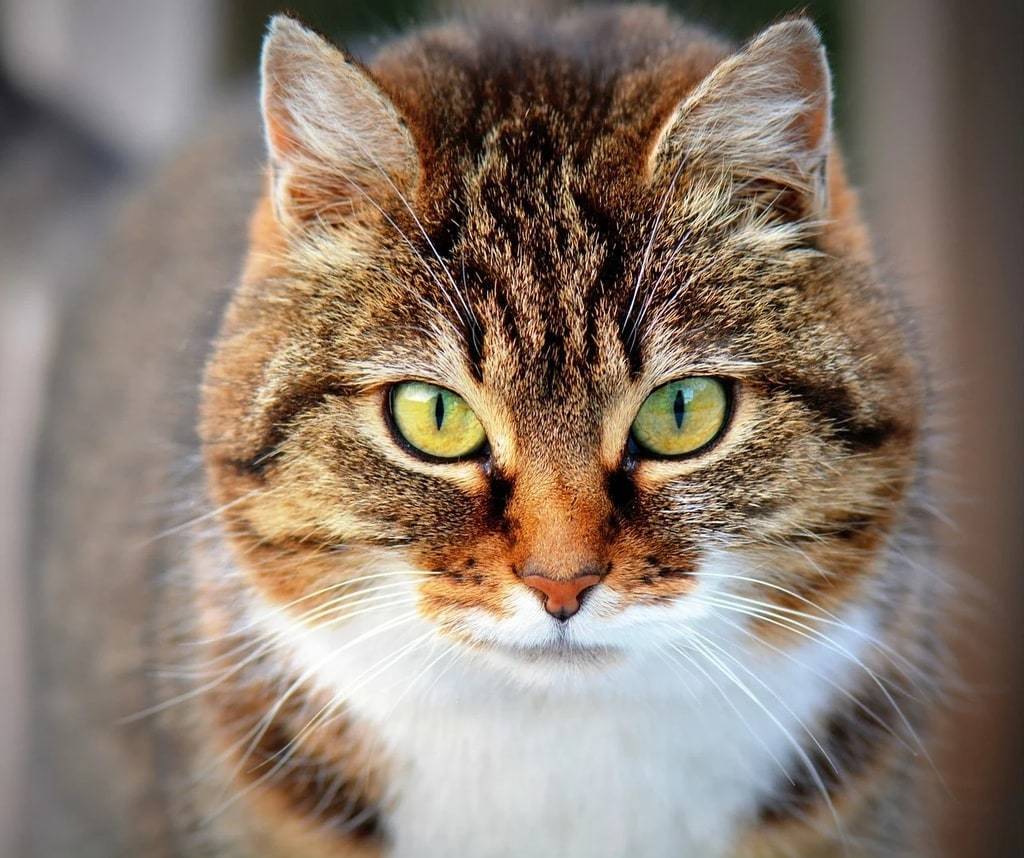 Comment faciliter le transit intestinal des chats au quotidien ?