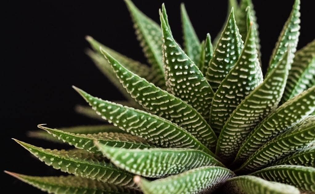Choisir des plantes d'intérieur faciles à entretenir